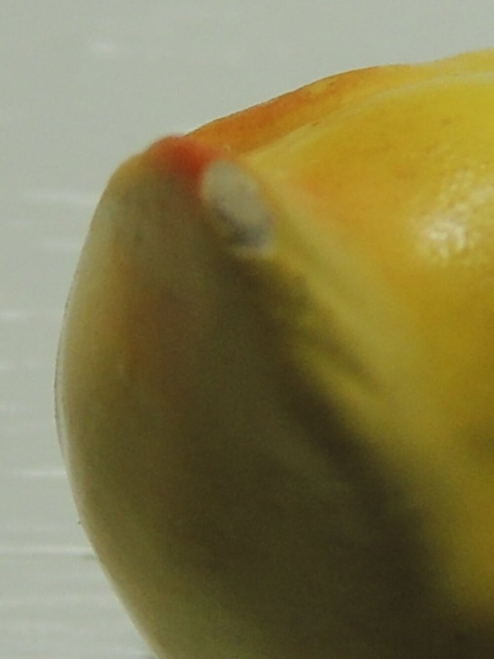 small glass animal figurines (only one Hagen-Renaker) - Picture 9 of 16